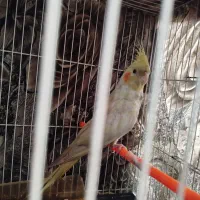 عروس هلندی خوشگل