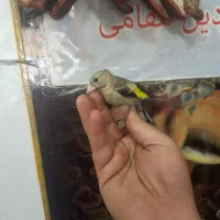 جوجه سهره درجه یک هردوستی خاست درخدمتم