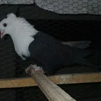 کبوترکربلایی کاکلی طوقی