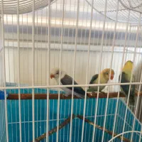 جوجه طوطی برزیلی نژاد یووینگ