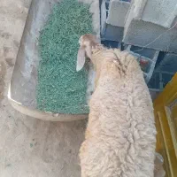 بره نر