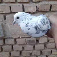 کبوتر پرشی ساعت بالا|پرنده|اردکان, |دیوار