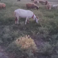 میش وبز