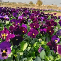 فروش عمده گل های فصلی ( بنفشه/ همیشه بهار/ قلم فور|خدمات باغبانی و درختکاری|پاکدشت, پاکدشت (مامازند)|دیوار