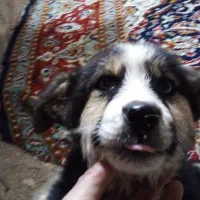 فروش سگ محلی توله دو ماهه نژاد هاکسی چشم یخی با س|سگ|سراجو, |دیوار