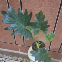 حراج گل وگلدان|گل و گیاه طبیعی|آبدانان, |دیوار