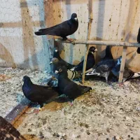 کبوتر|پرنده|یزد, |دیوار