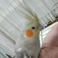 عروس هلندی|پرنده|اردبیل, |دیوار