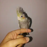 مجسمه، عروس|مجسمه، تندیس، ماکت|قائن, |دیوار