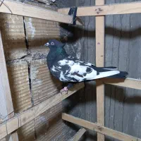 کفتر سینه سیاه