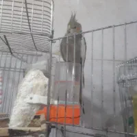 عروس هلندی ۹ماه سوخنگو