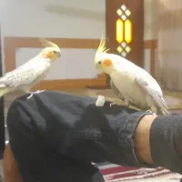 عروس هلندی