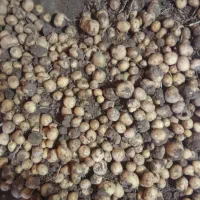 سیب زمینی سرب