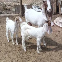 بز چند قلو زا