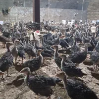 جوجه بوقلمون بور بون و برنز