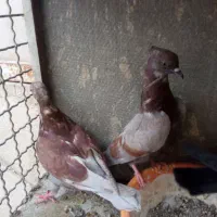 کبوتر گرفتنی
