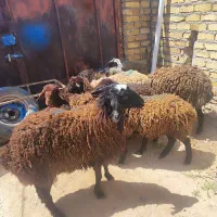 ۸ راس بره توخلی قزل افشار وشال