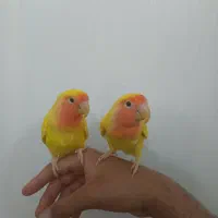 یک جفت طوطی برزیلی صورت هلویی دستی چلوندنی