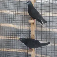 کفتر دم سفید|پرنده|مرودشت, شهرک مهدیه|دیوار