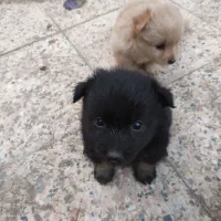 واگذاری سگ پاکوتاه پامیر