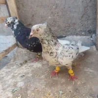 کفتر نر و ماده