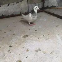 پلنگی هفت رنگ نر پرشی