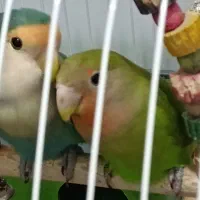 طوطی برزیلی|پرنده|شوش, |دیوار