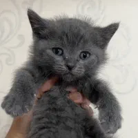 اسکاتیش های خاص و دوست داشتی|گربه|شیراز, غدیر جنوبی|دیوار