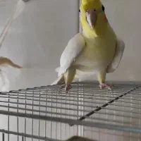 عروس هلندی|پرنده|اصفهان, همتآباد|دیوار