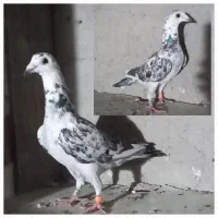 ماده سار|پرنده|بافت, |دیوار