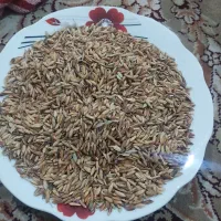 حمیدیه