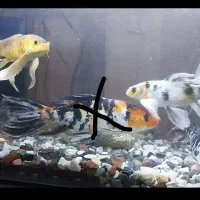 ماهی کوی سوپرباله پوست چرم