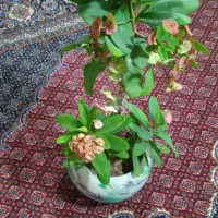 گل مرجان ودیفن باخیا و...