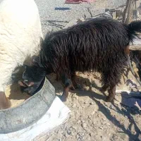 بز وکره|حیوانات مزرعه|تیمور آباد, |دیوار