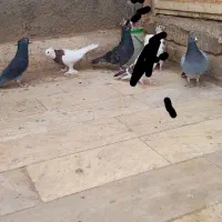 پنچ عدد کبوتر