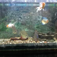 ماهی وآکواریوم|ماهی|تبریز, |دیوار