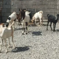 چپشت گلابی درجه یک