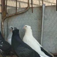 کفتر جوجه رنگه کرمونی دم هودی کله زرد سیاه|پرنده|مشهد, رضاشهر|دیوار
