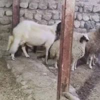 فروش شیشک قوچ سنجابی|حیوانات مزرعه|آبدانان, |دیوار