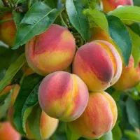 نهالستان تولیدکننده انواع نهال تضمینی