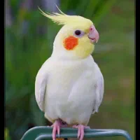 بسته بندی