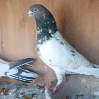 کفتر پاکستانی