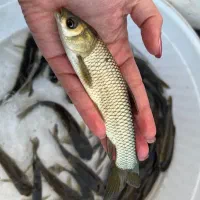 فروش بچه ماهی کپور و خوراک