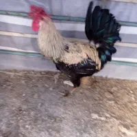 حیوانات مزرعه خروس برای فروش