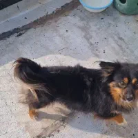 سگ پاکوتاه نر|سگ|خوی, |دیوار