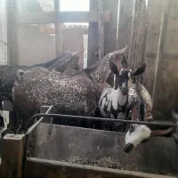 نری نقشی یکسال ونیم