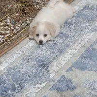 سگ نژاد شیتزو