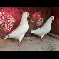 کبوتر پرشی دهنجور واقعی ۱۰ ساعته باضمانت|پرنده|رشت, گیل|دیوار