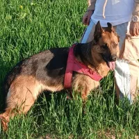 واگذاری  سگ ژرمن شپرد|سگ|قرچک, پویینک|دیوار