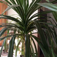 آینه چوب گردو.   گل بزرگ یک متر ونیم‌قد|آینه|گلبهار, شهر جدید گلبهار|دیوار